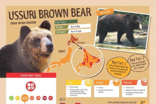Information about the brown bears.