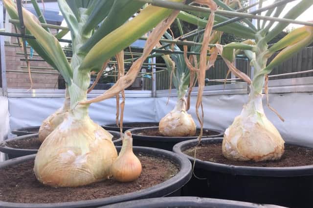 The whopping onions dwarf a normal size bulb.