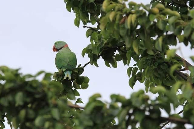 The birds could be the same one spotted in Cantley last autumn. (Photo: Tony Critchley).