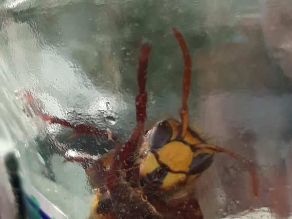 One of the super stingers caught in a wasp trap