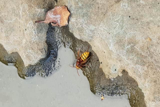 One of the European Hornets caught while a reader was out walking