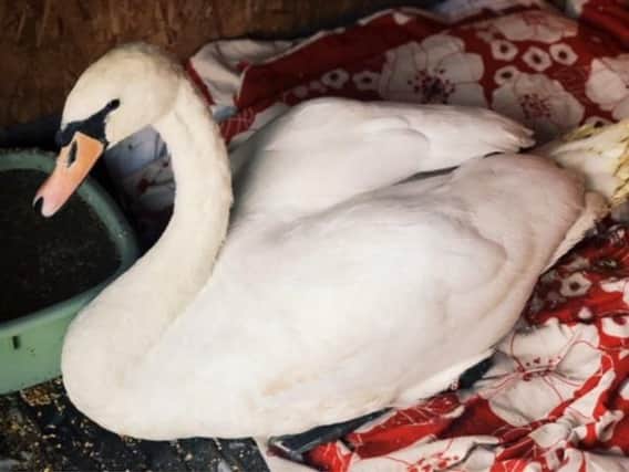 Swans have been rescued from Lakeside, Doncaster, by the RSPCA following an outbreak of avian botulism.