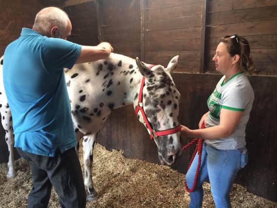 Lyndsey Tune holds Anita's horse 'Sully' for the vet
