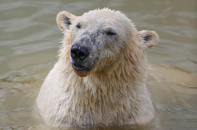 Polar bear, YWP