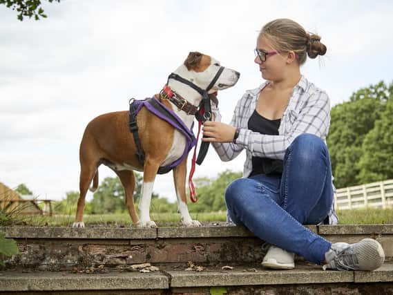 RSPCA wants animal welfare taught in school as a fifth of kids in Yorkshire and the Humber have seen animal abuse online
