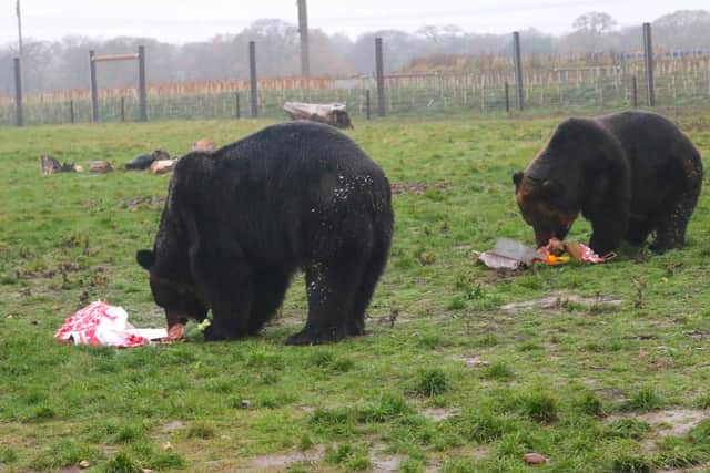 Opening their Christmas treats