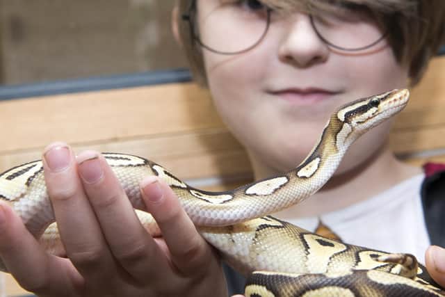 Reptile Rendezvous in Doncaster
Zak Handley with Royal Python Nagini