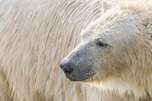 Polar bear at Yorkshire Wildlife Park.