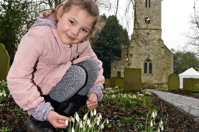 Pearl Elliott, six, pictured taking a closer look at the Snowdrops within the grounds of St. Mary's Church, Kirk Bramwith. Picture: Marie Caley NDFP Snowdrops MC 1