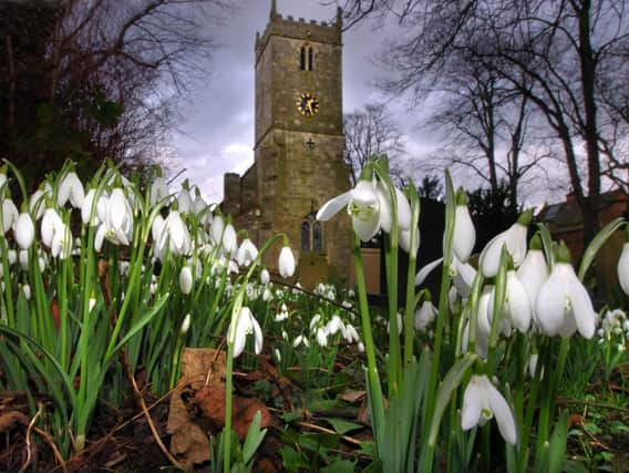 Snowdrops arriving ready for the Snowdrop festival at St Mary's Church, Kirk Bramwith near Doncaster  on 5th and 6th of Feb See story   Emma Dunlup Picture  Chris Lawton 21th Jan 2005. poss pic post details Nikon D2h    asa 200 with 12-24mm lens