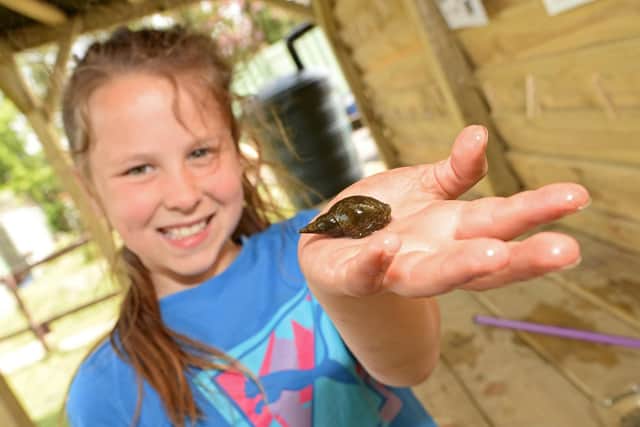 Erin, takes a closer look at a Snail, discovered during Pond Dipping sessions. Picture: Marie Caley NDFP-23-04-19-AusterfieldHoliday-3
