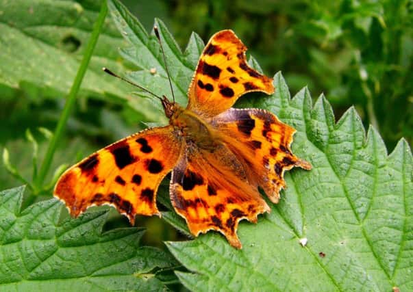 Comma Butterfly, picture by Thomas Wood.