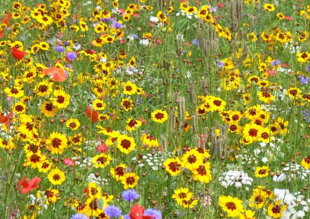 Wildside Pictorial meadow in Rotherham