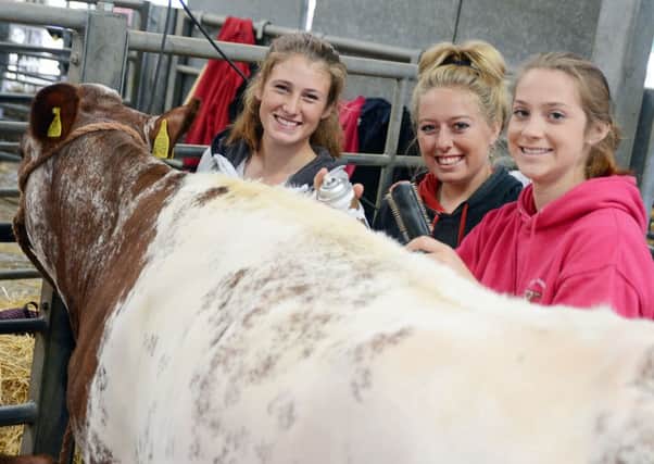 The 184th Bakewell show. Lucy Hollingworth, Hannah Haywood, Laura Hooper preparing for the show.