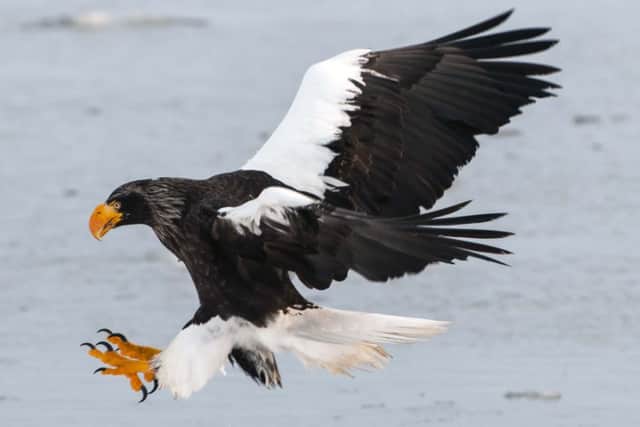 Birds of Prey by the acclaimed wildlife photographer and Chairman of Lincolnshire Wildlife Trust, Geoff Trinder.