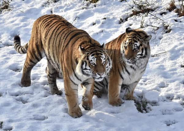 Tigers Vlad and Tschuna at the Yorkshire Wildlife Park.