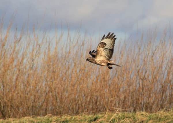 Bird of prey at Owston Ferry by Roy Briggs.