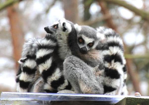 Roy Briggs photograph of Lemurs.