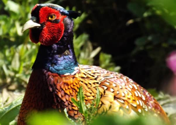 A pheasant captured at Potteric Carr.