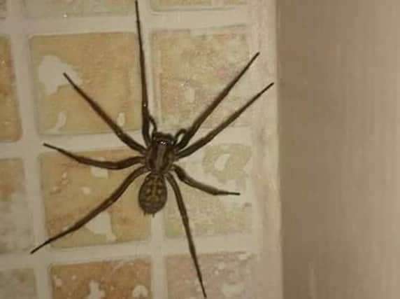 Homes across the area are currently being invaded by giant house spiders looking for a mate.