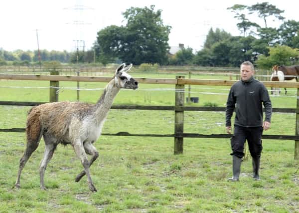 Volunteer Dan Wainman from Shepherd's Place Farm in Haxey tries to round up the Llama they have taken in
