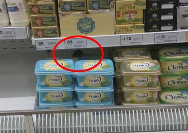 A video has gone viral after an eagle-eye shopper captured a LIVE MOUSE hiding next to CHEESE in a Tesco in Doncaster, South Yorkshire. See Ross Parry copy RPYMOUSE : The video of the rodent scurrying around among the cheese and butter has been viewed over 40,000 times in the past three days. Railway signaler Michael Page, 39, shot the video in his local Tesco convenient store in Doncaster, South Yorks., after popping in at around 8pm on January 11 to fill up his car with diesel as well as to pick up some milk, bread and washing-up liquid on his way home. He said: "I was just coming back from my partner's salon when I called into the petrol station to fill up and pick up a few bits and bobs. "I was just wondering around the store, thinking what to buy when I noticed the mouse scurrying around.