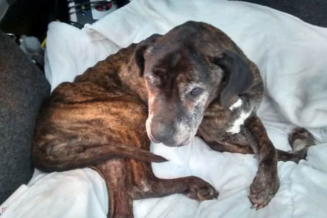 Abandoned dog dies after being found in Doncaster collapsed and starving