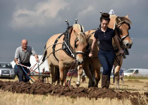 The 35th Festival of the Plough - one of the first events in the 2015 event is autumn's ploughing calendar - at High Burnham Farm, Epworth, north Lincolnshire.
Picture: Kira McKay and her father Gordon Mckay, from Thorne, near Doncaster, compete with a pair of Norwegian fjord horses.