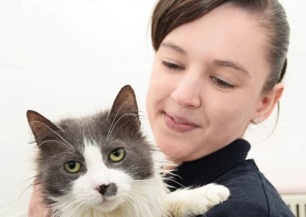 Kerry Grayson, Animal Care Assistant, pictured with Tilly the Cat. Picture: Marie Caley NSST RSPCA MC 11