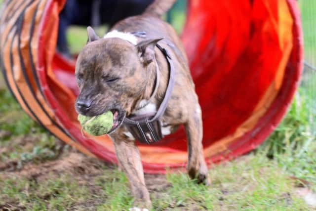 Staffordshire Bull Terrier Cookie, who is looking for a forever home. Picture: Marie Caley NSST RSPCA MC 7