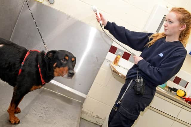 Becky Reaney, animal care assistant, pictured grooming Rottweiler Cross, Mildred. Picture: Marie Caley NSST RSPCA MC 9