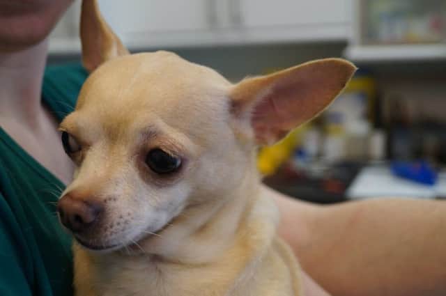 This chihuahua was found by a visitor at Hallamshire Hospital on Tuesday February 2. Broomhill Veterinary Practice is now appealing for her owner to come forward.