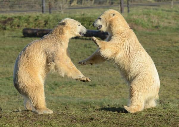 PIC SHARON DOORBAR/ACQUIRE IMAGES  07973 340201..

YORKSHIRE WILDLIFE PARK, DONCASTER.
NOBBY THE LATEST POLAR BEAR TO ARRIVE AT THE PARK EXPLORES HIS NEW ENCLOSURE WITH NISSAN THE OTHER YOUNG MALE BEAR.

SEE PRESS RELEASE MARK AT TM MEDIA.