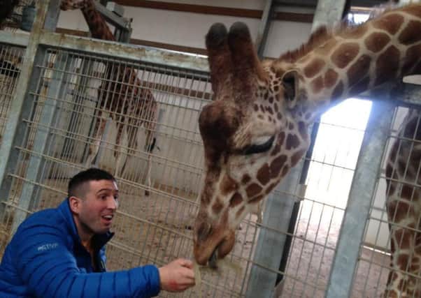 Ben Parkinson feeding the giraffes at the Yorkshire Wildlife Park