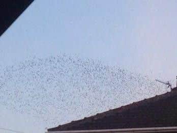 The cloud of starlings over Belle Vue.
