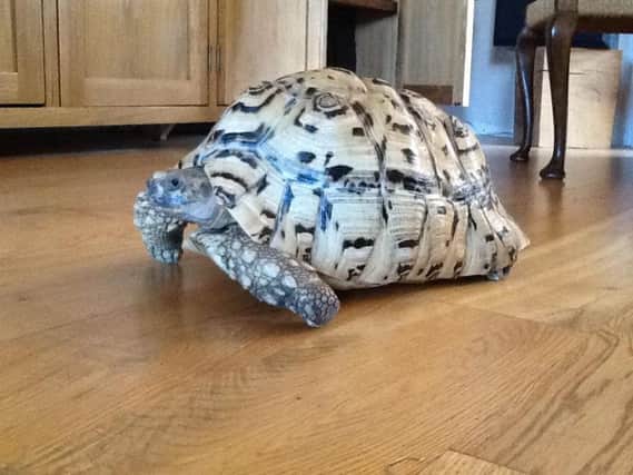 Tilly the stolen tortoise. (Photo: Trish Reeve).