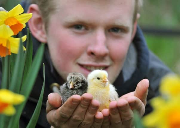 Jack Tankard from Graves Park Farm is pictured with a couple of young chicks who are among many baby animals at the farm this easter.