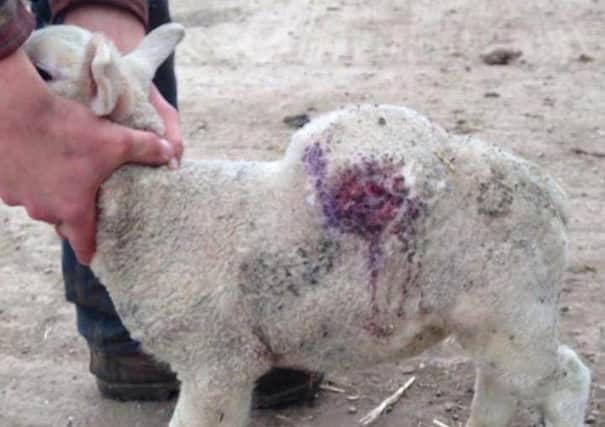 This lamb was shot and later put down by a vet