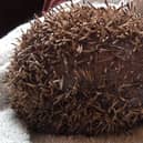 A hedgehog had its quills cut in an act of cruelty at student accomodation at the University of Sheffield