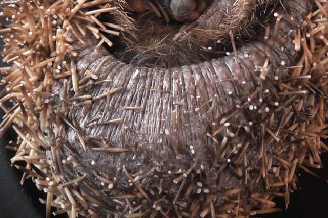 A hedgehog had its quills cut in an act of cruelty at student accomodation at the University of Sheffield
