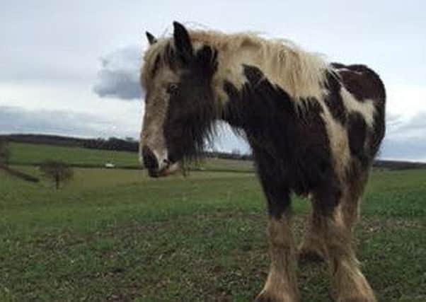One-year-old horse Billy, who was found abandoned on a landfill site  in Carcroft in October 2015. He is now being nursed back to health by animal lover Vanessa Aradia Myatt.