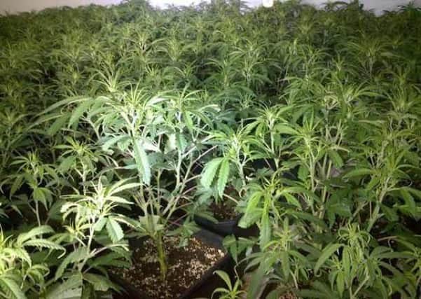 A generic picture of cannabis plants.