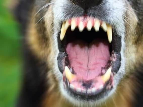 5000 dogs have been confiscated by police