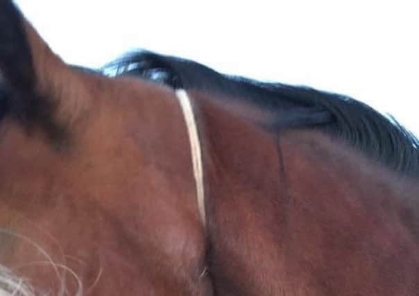 A mare named Ruby, who was found by her owner on Monday May 2 at around 8pm with a rope tied tightly around her neck. The incident almost killed her, but the rope was quickly removed and she is now making a full recovery. Owner Karen Schofield is now urging other pet owners to be vigilant and keep an eye on their animals.