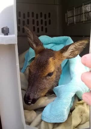 Deer rescued by South Yorkshire Fire & Rescue