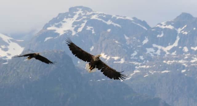 Sea eagles soar in the Land of the Midnight Sun