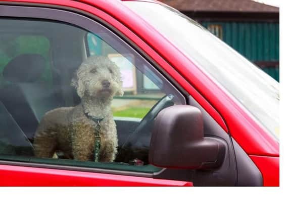 Dogs die in hot cars