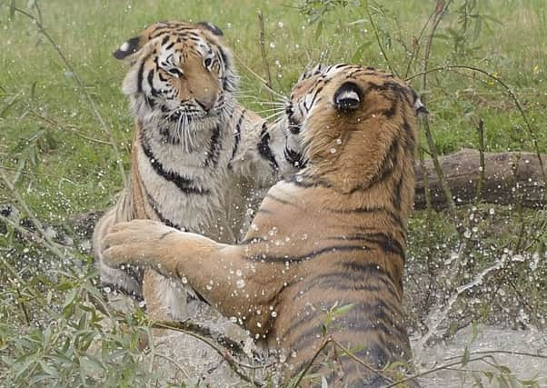 Rare Tigers' aquatic antics at Yorkshire Wildlife Park