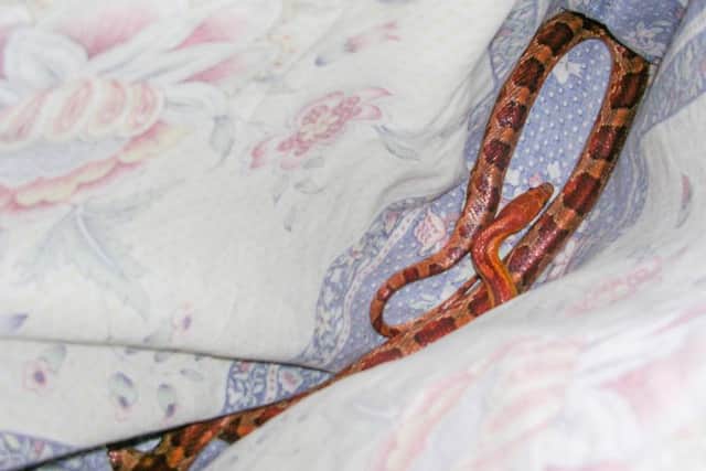 The North American Corn Snake found by Keith Jobson, 83, who was horrified after finding a family of snakes living in his kitchen. See Ross Parry copy RPYSNAKE :