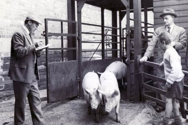 Auctioneer Vincent Siddall waiting to auction pigs at the Wadsley Bridge Livestock Market, July 1962